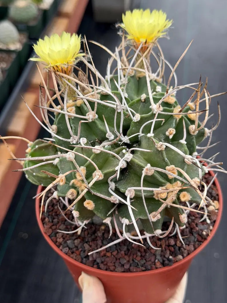 Astrophytum Capricorn with pups | Rare Cactus | Live Cactus | #98