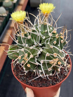 Astrophytum Capricorn with pups | Rare Cactus | Live Cactus | #98