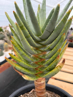 Aloe Dichotoma Tree Form Seed Grown | Easy care Aloe | Live Plant