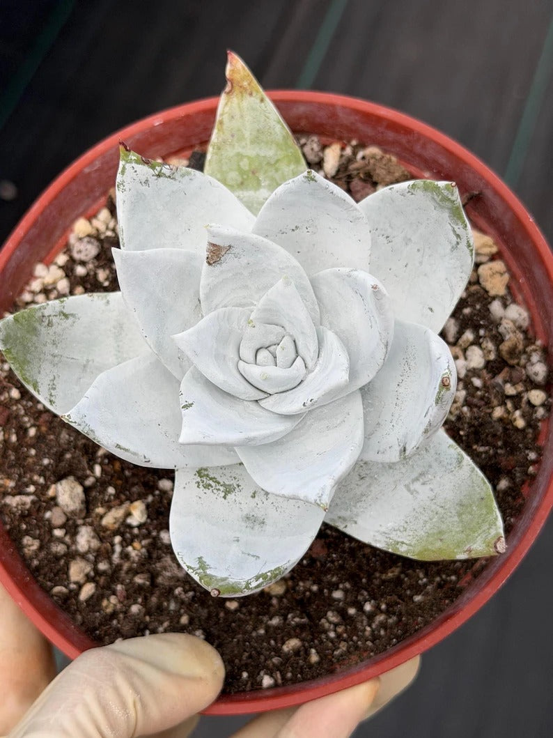 Chalky Dudleya Succulent | 6” Live Plant | Rare Succulent