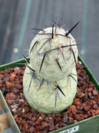 Tephrocactus Geometricus Diablo with Black Spines | Live Cactus #971
