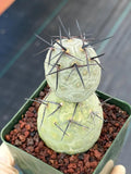 Tephrocactus geometricus Diablo Black Spine Cactus #968