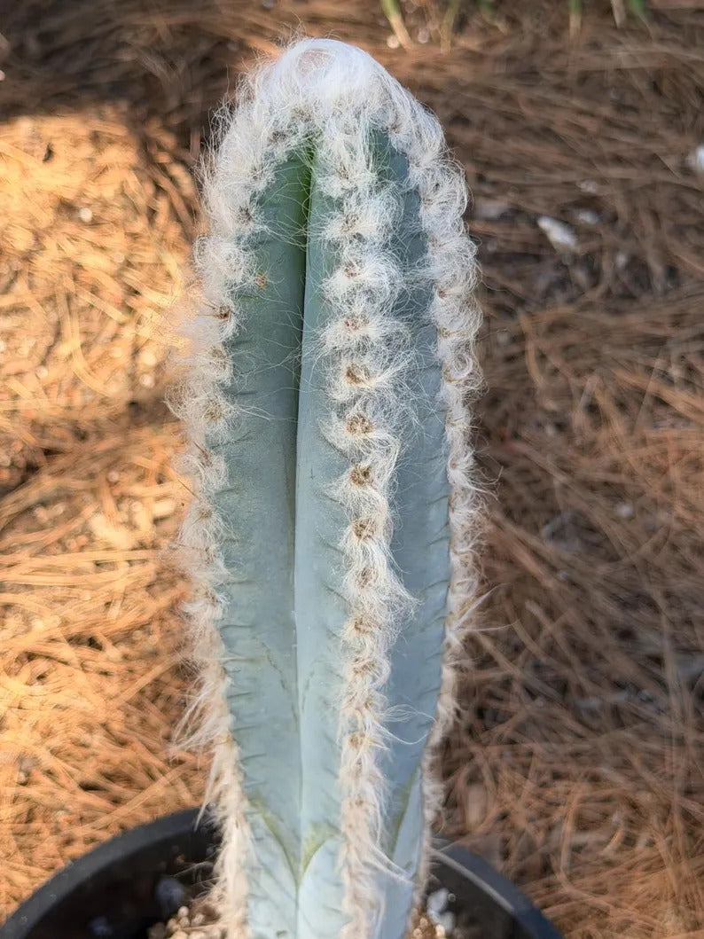 Blue Pilosocereus Pachycladus Cactus | 19-Inch Live Plant