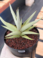 Sansevieria Chanin Live Plant | Easy-Care Succulent #992