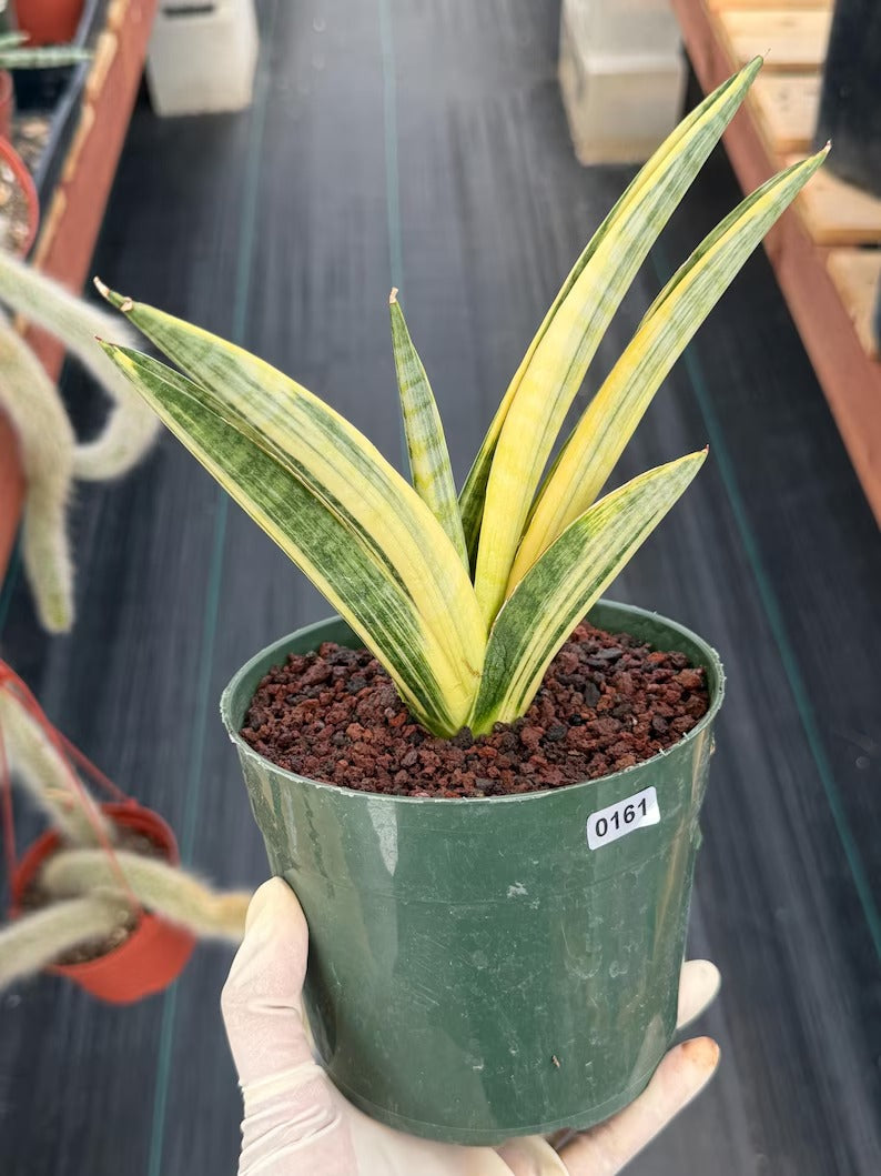 Variegated Sansevieria Marsha Anjani Rare Snake Plant | Live Succulent #161