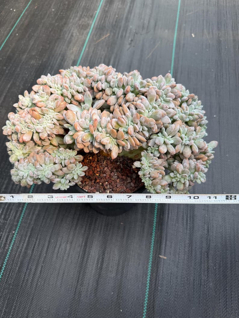 Graptopetalum Lavender Frost Crested | Specimen Succulent | Live Plant | Exact Plant