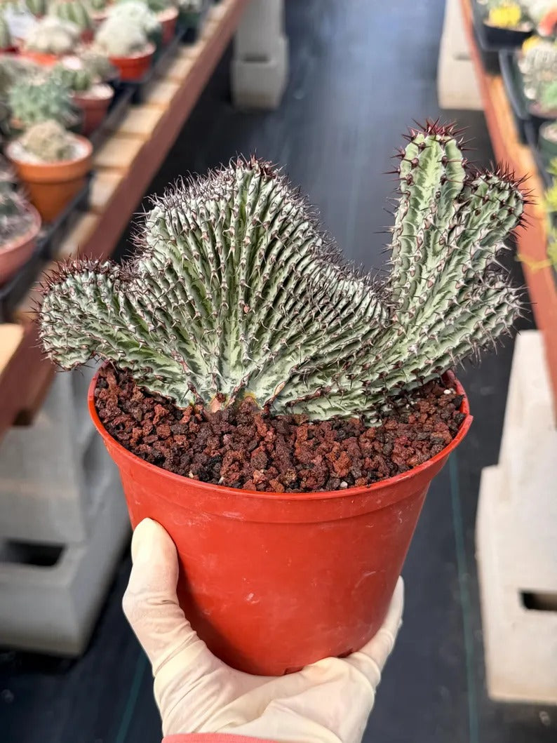 Crested Euphorbia Confinalis on short graft | Rare Spiked Cactus #404