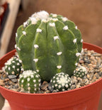 Domino Cactus Cluster  | 6” Rare Easy care Cactus Gift for Plant Lover Gift