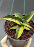 Variegated Sansevieria Robusta Fat Easy Care House Plant | Live Plant #728
