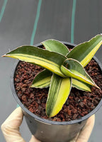 Variegated Sansevieria Robusta Fat Easy Care House Plant | Live Plant #728
