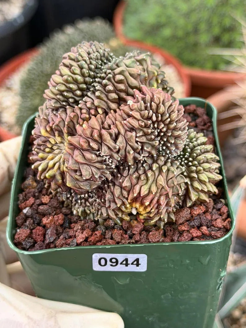 3.5” Crested Gymnocalycium Mihanovichii f. inermis cristata | Unique Collector’s Plant | Live Plant #944