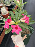 8” Adenium Arabicum | Pink flower | Live Plant | Rare Plant #963
