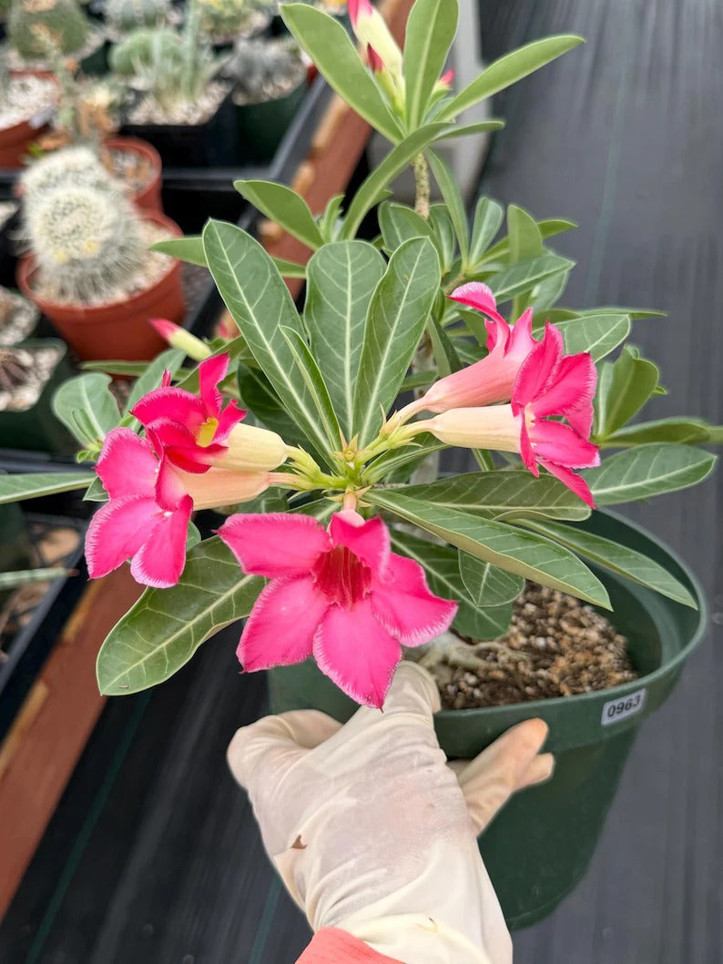 8” Adenium Arabicum | Pink flower | Live Plant | Rare Plant #963