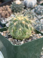 Copiapoa Haseltoniana Rare Collector Cactus - Desert Succulent Cactus
