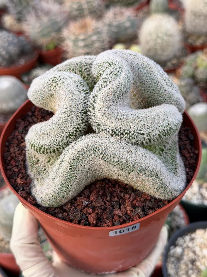 Mammillaria Cristata – Large Crested Form Rare Crested Cactus with White Spines #1018