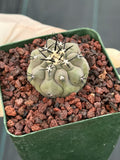 Copiapoa Cinerea Seed Grown Rare Collector Cactus #1028 Desert Cactus Plant