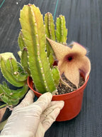 6” Stapelia Orbrea yellow flowers #683 , Easy Care Cactus, Succulent Plant Lover Gift