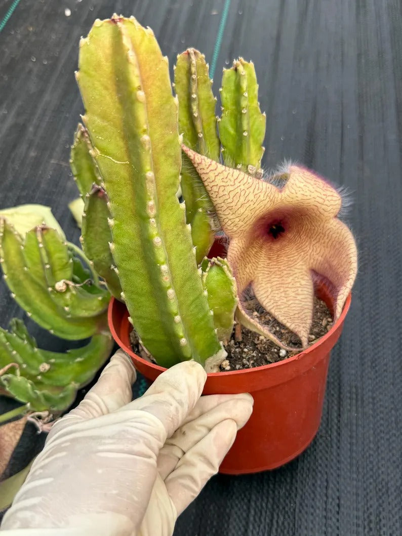6” Stapelia Orbrea yellow flowers #683 , Easy Care Cactus, Succulent Plant Lover Gift
