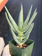 Aloe Dichotoma Succulent, Live Collector Aloe Stacked Plant