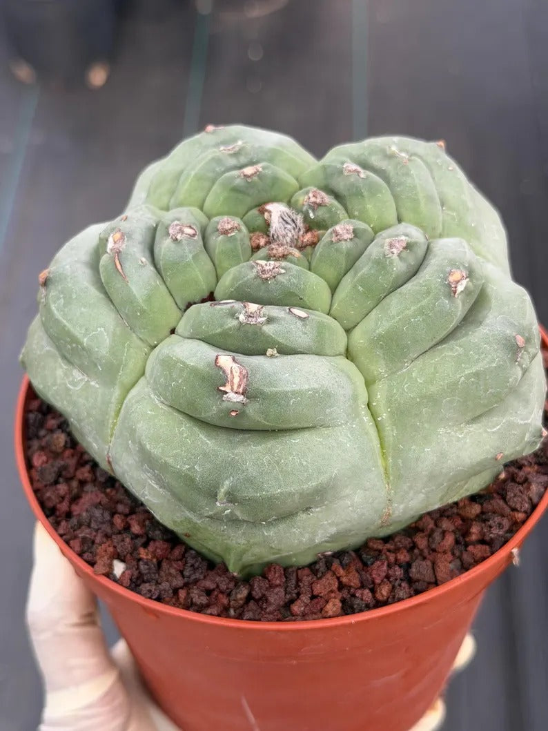 Astrophytum Myriostigma Kikko | Live Cactus | Rare Plant | #1012