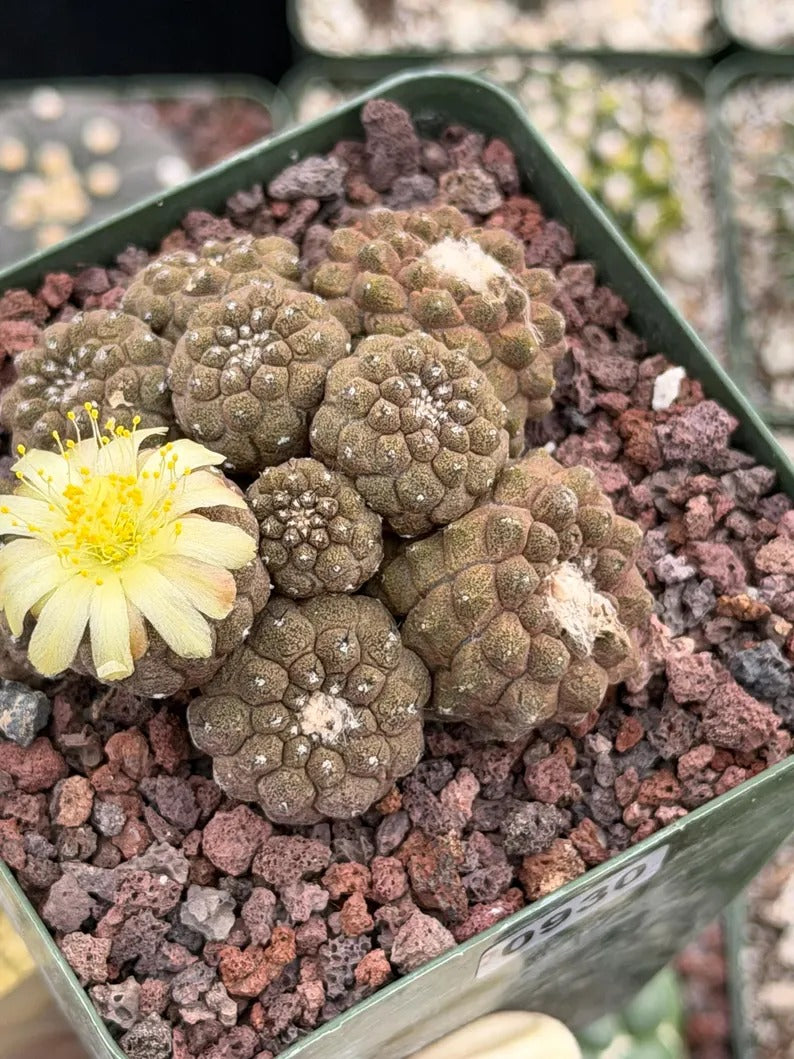 Copiapoa Hypogea Cluster | Live Multi Head Chocolate Button Cactus , Collector Succulent #930