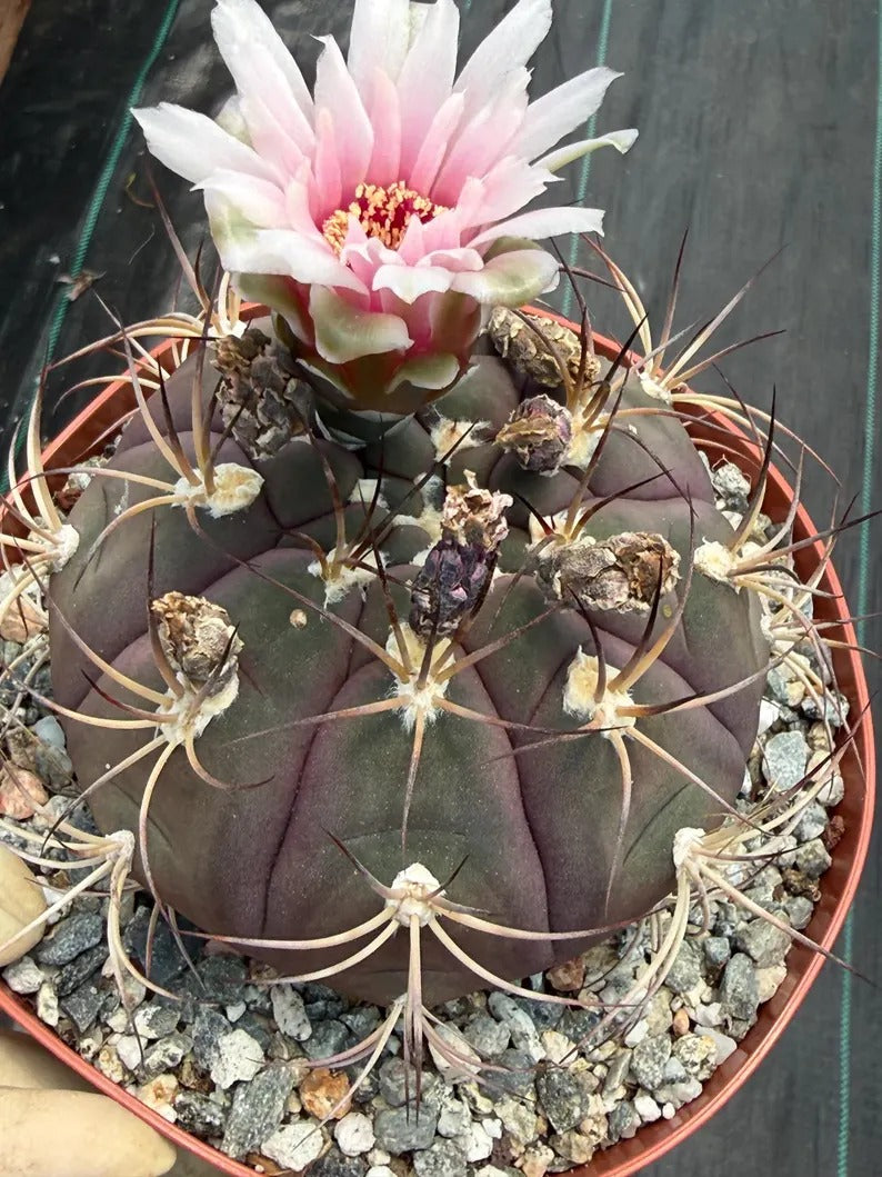 Gymnocalycium Saglionis  | 6” Large Gymnocalicoum Cactus , Easy care Cactus, for Plant Lover Gift