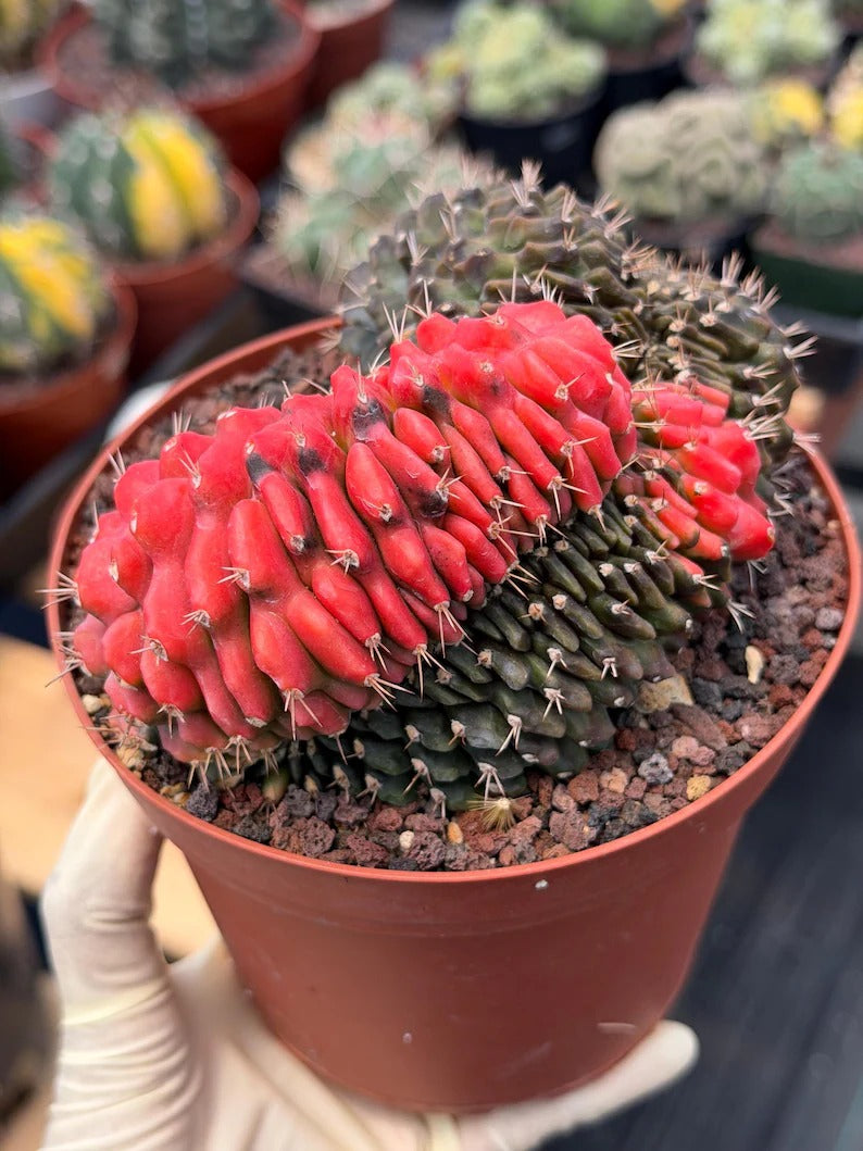 6” Crested Gymnocalycium Mihanovichii Seed Grown | Live Cactus | Live Plant