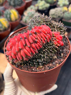 6” Crested Gymnocalycium Mihanovichii Seed Grown | Live Cactus | Live Plant