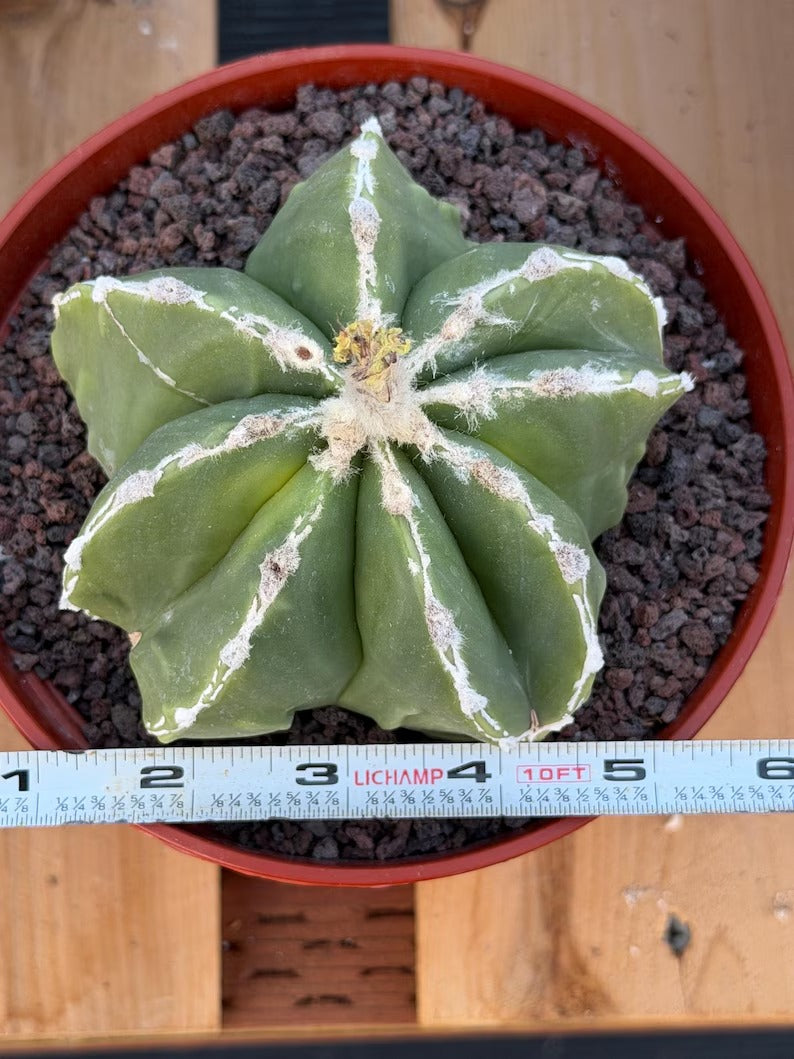 Astrophytum Myriostigma Seedgrown #679 | White Line Form | Live Cactus | Rare Plant
