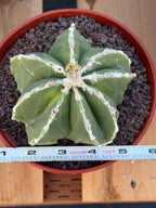 Astrophytum Myriostigma Seedgrown #679 | White Line Form | Live Cactus | Rare Plant