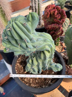 Crested Blue Myrtle Cactus | Crested Plant | Live Plant