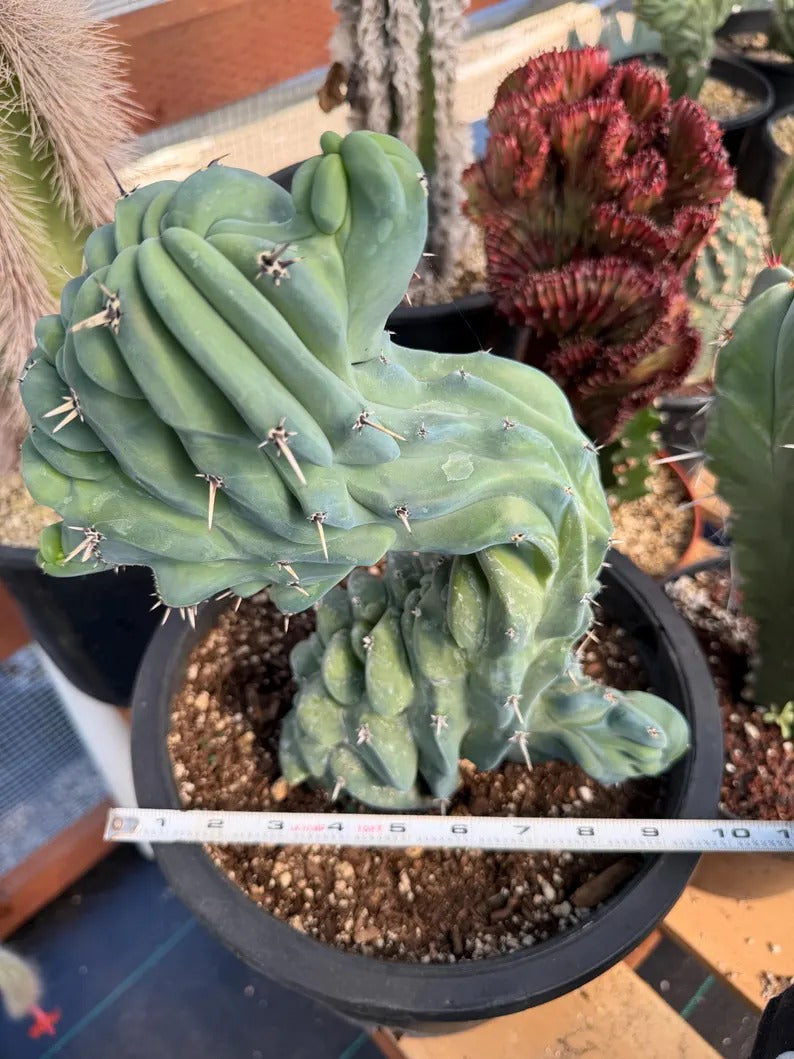 Crested Blue Myrtle Cactus | Crested Plant | Live Plant