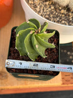 Astrophytum Capricorn Spiral Form #824 | Seed Grown | Rare Cactus | Live Cactus