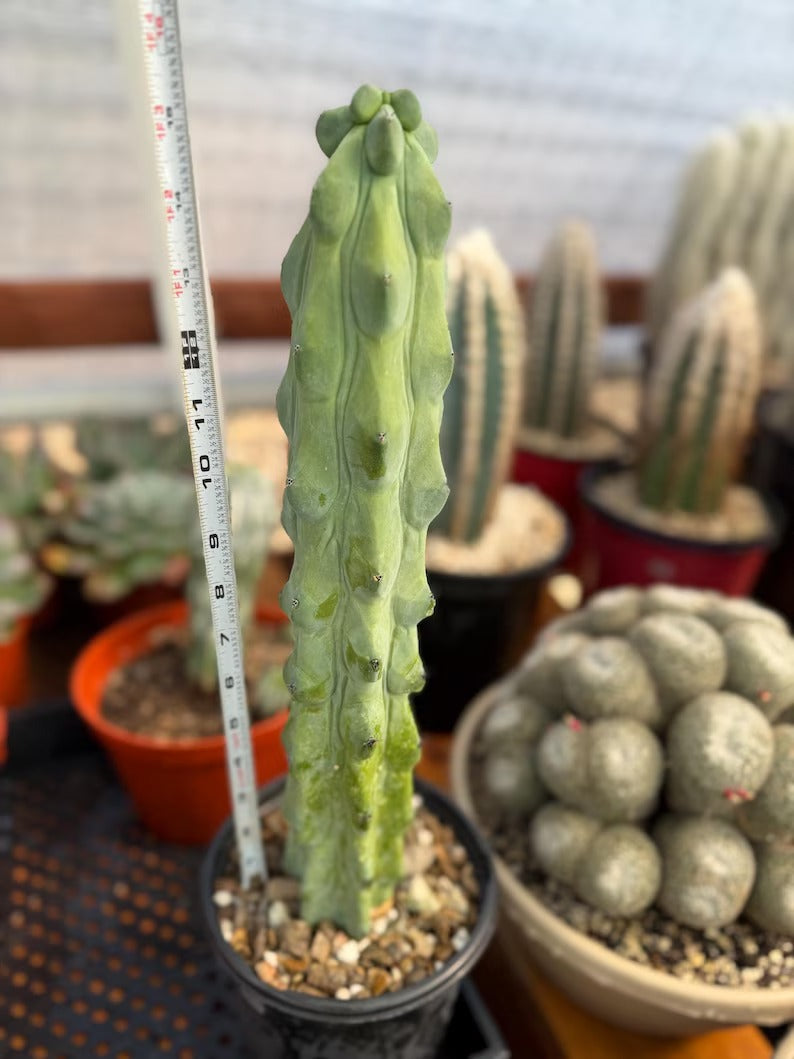 Boobbie Cactus Live Succulent Easy Care Rare Desert Plant Gift