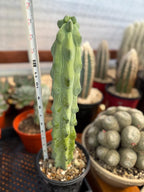 Boobbie Cactus Live Succulent Easy Care Rare Desert Plant Gift