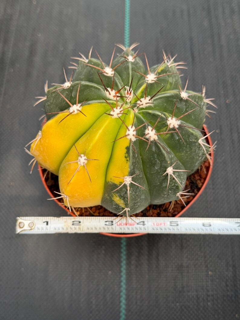 6” Variegated Melocactus #416 | Live Cactus | Live Plant