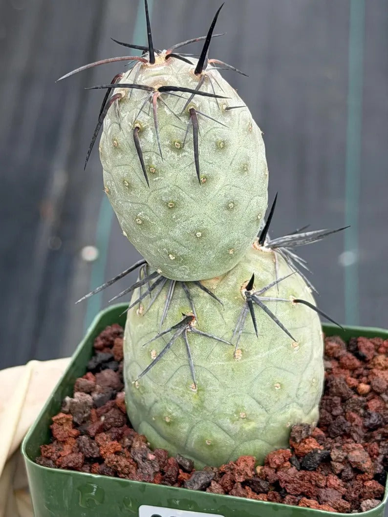 Tephrocactus Geometricus Diablo with Black Spines | Live Cactus #971