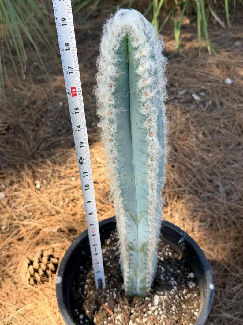 Blue Pilosocereus Pachycladus Cactus | 19-Inch Live Plant
