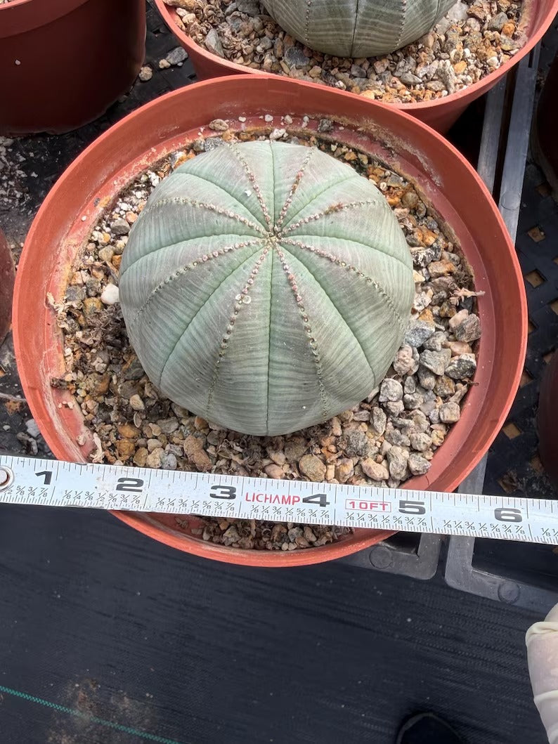 Euphorbia Obesa | Rare Baseball Plant | Unique Round Succulent | Easy Care Indoor Collector Plant Gift #946