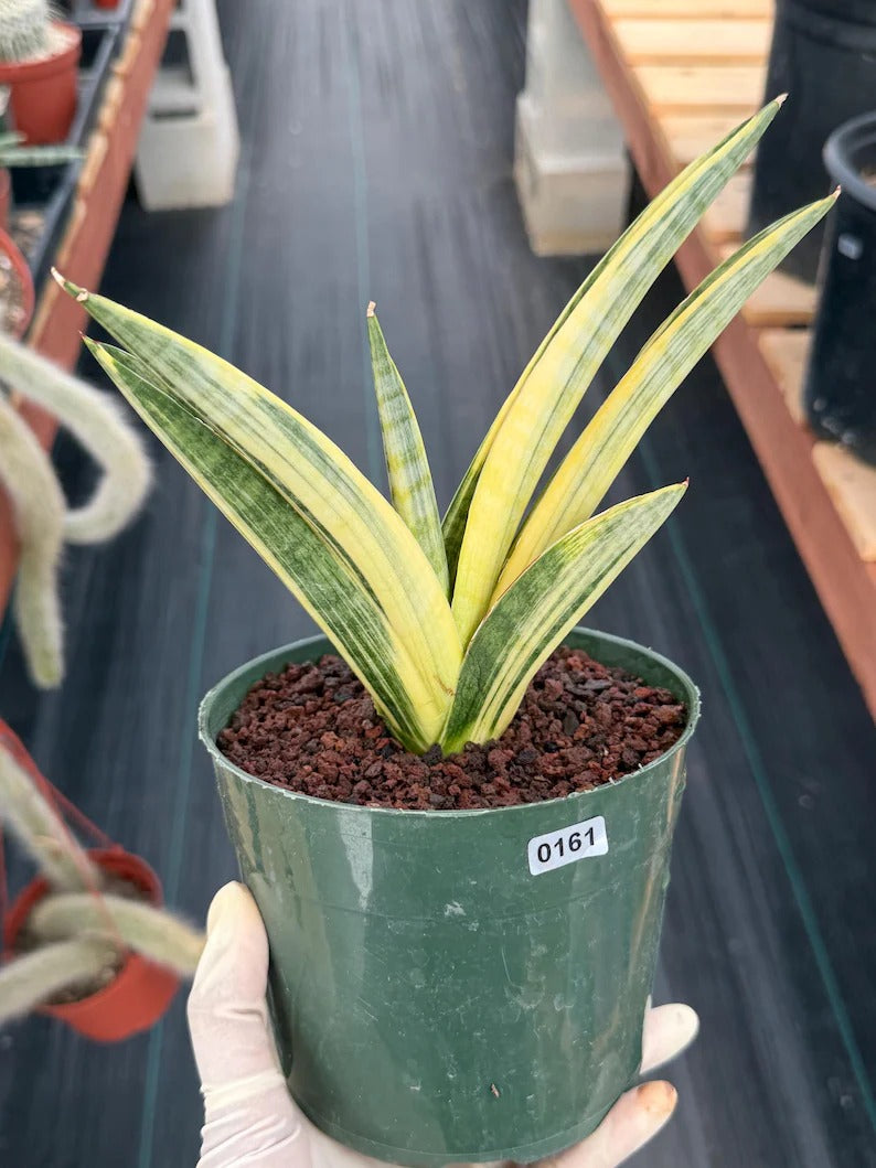 Variegated Sansevieria Marsha Anjani Rare Snake Plant | Live Succulent #161