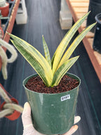 Variegated Sansevieria Marsha Anjani Rare Snake Plant | Live Succulent #161