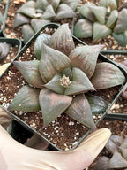Harworthia Mutica Dark Clear Window | Easy Care Succulent | Live Plant