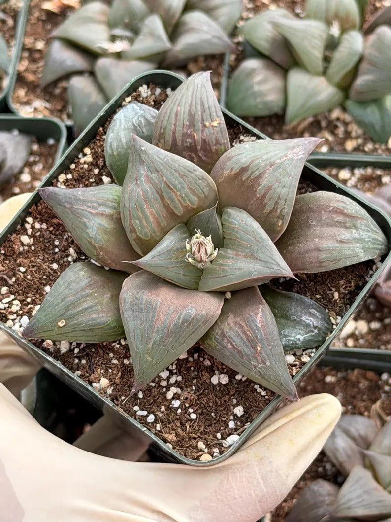 Harworthia Mutica Dark Clear Window | Easy Care Succulent | Live Plant