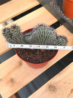 Crested Euphorbia Confinalis on short graft | Rare Spiked Cactus #404