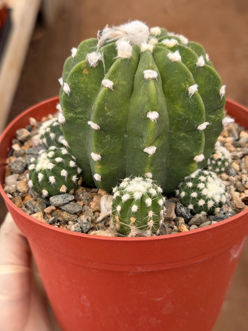 Domino Cactus Cluster  | 6” Rare Easy care Cactus Gift for Plant Lover Gift