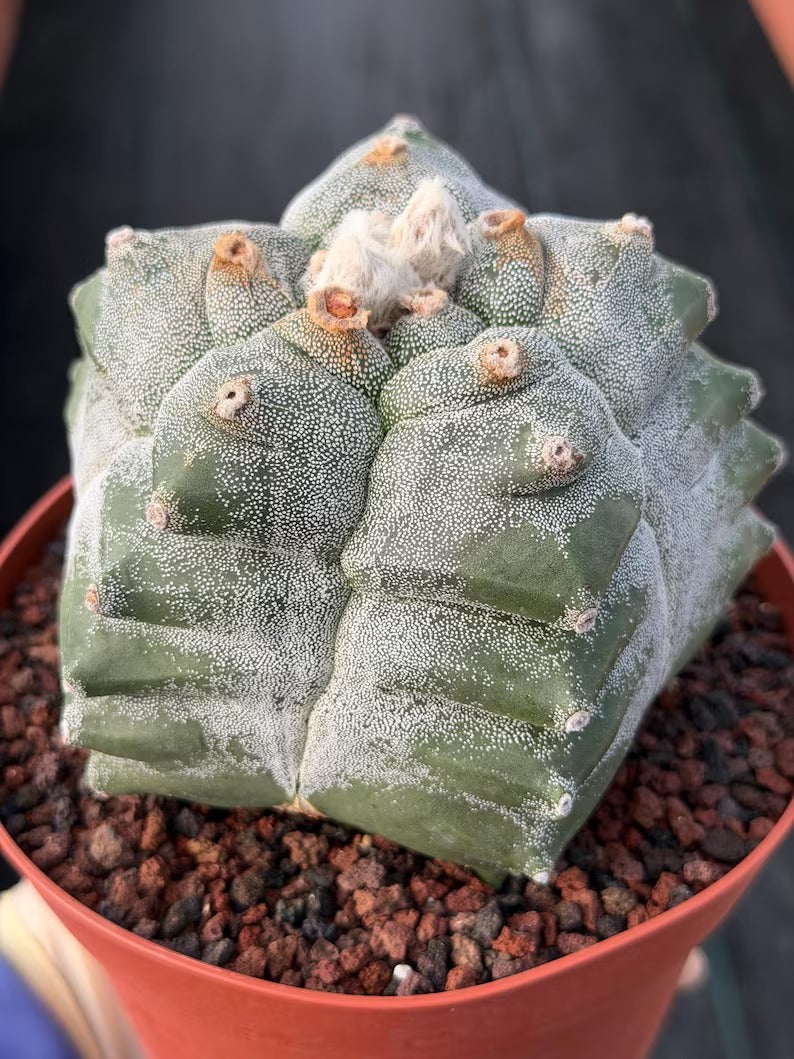 Astrophytum Myriostigma Kikko Seedgrown | Live Cactus | Rare Plant | #874