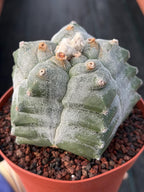 Astrophytum Myriostigma Kikko Seedgrown | Live Cactus | Rare Plant | #874