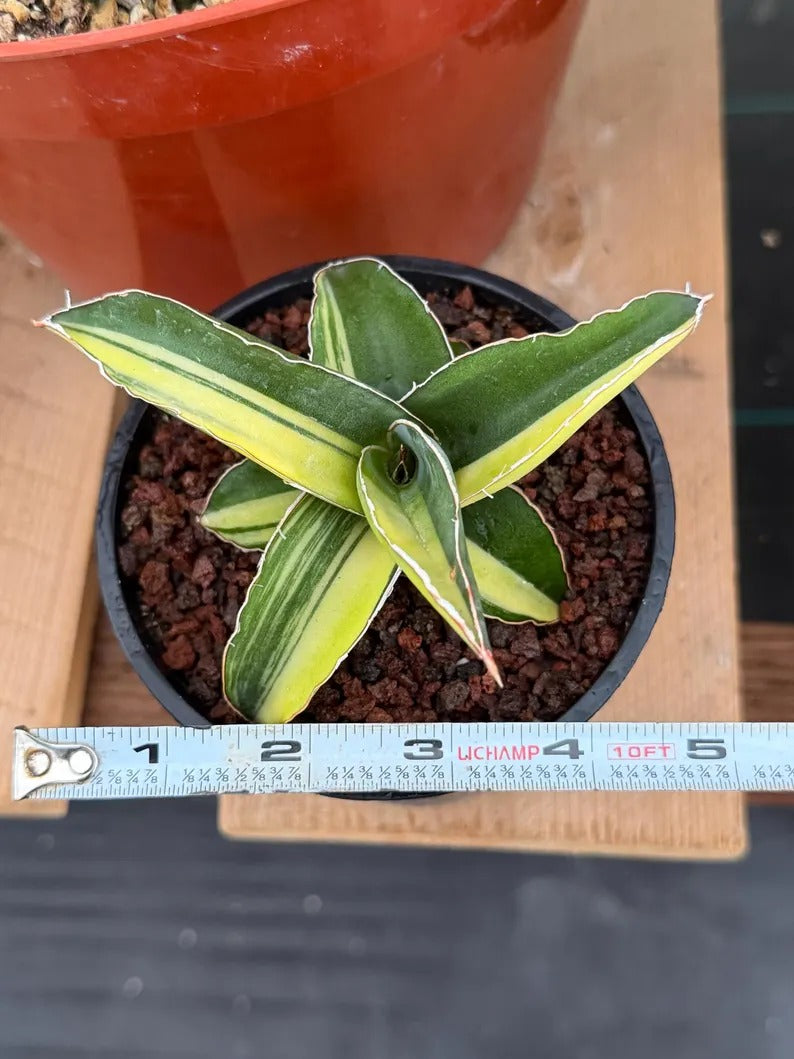 Variegated Sansevieria Robusta Fat Easy Care House Plant | Live Plant #728