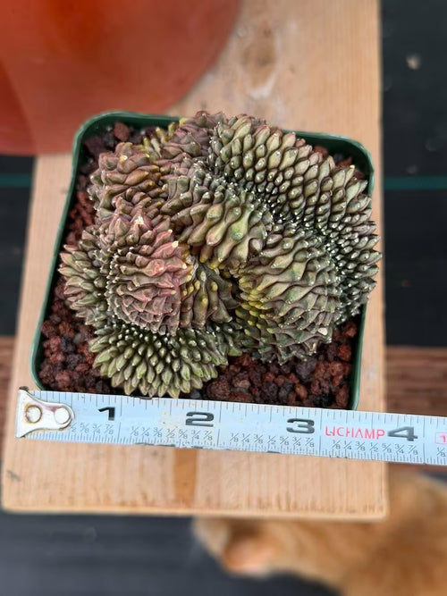3.5” Crested Gymnocalycium Mihanovichii f. inermis cristata | Unique Collector’s Plant | Live Plant #944