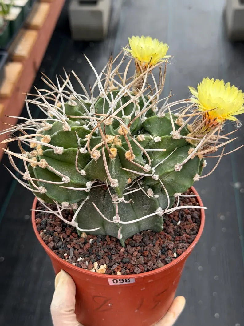 Astrophytum Capricorn with pups | Rare Cactus | Live Cactus | #98